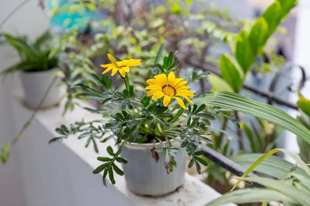 Rose Garden Homestay Da Nang 2 - Hostel - photo 29
