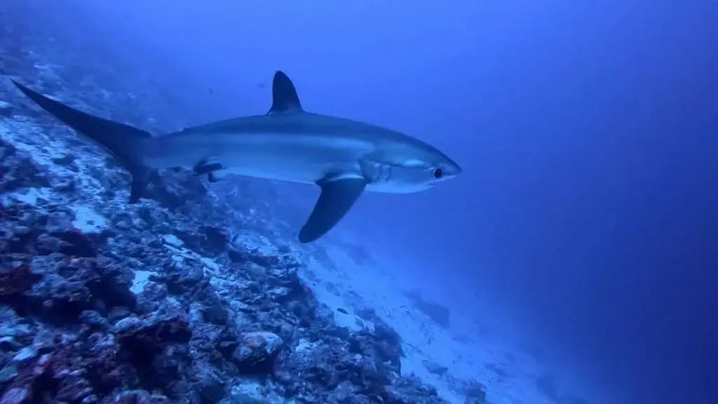 Tiger Shark Residence - photo 3
