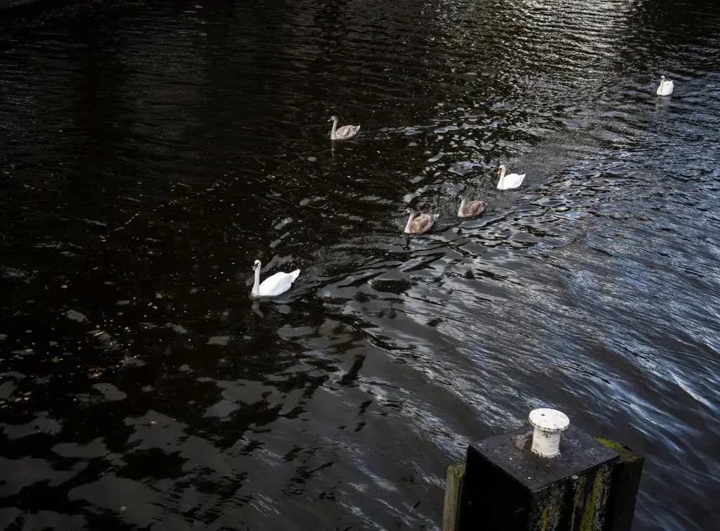 SWEETS - Kattenslootbrug - photo 8