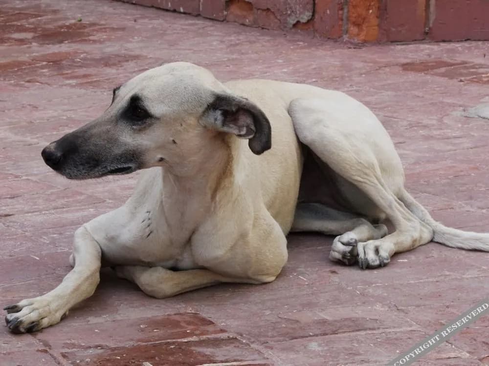 Casa Gyla - photo 24