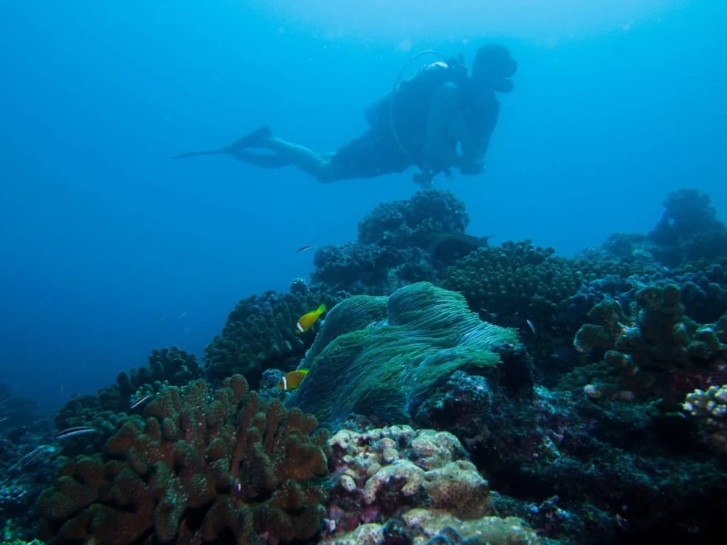 Rihiveli Maldives Resort - photo 21
