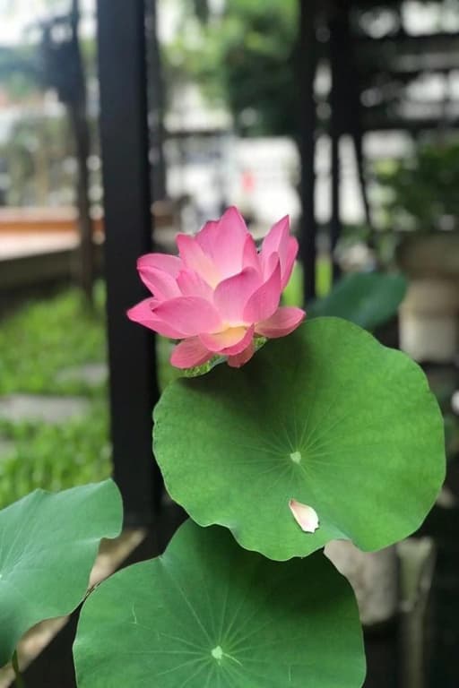 The Wishes Hotel at Chiangmai - photo 30