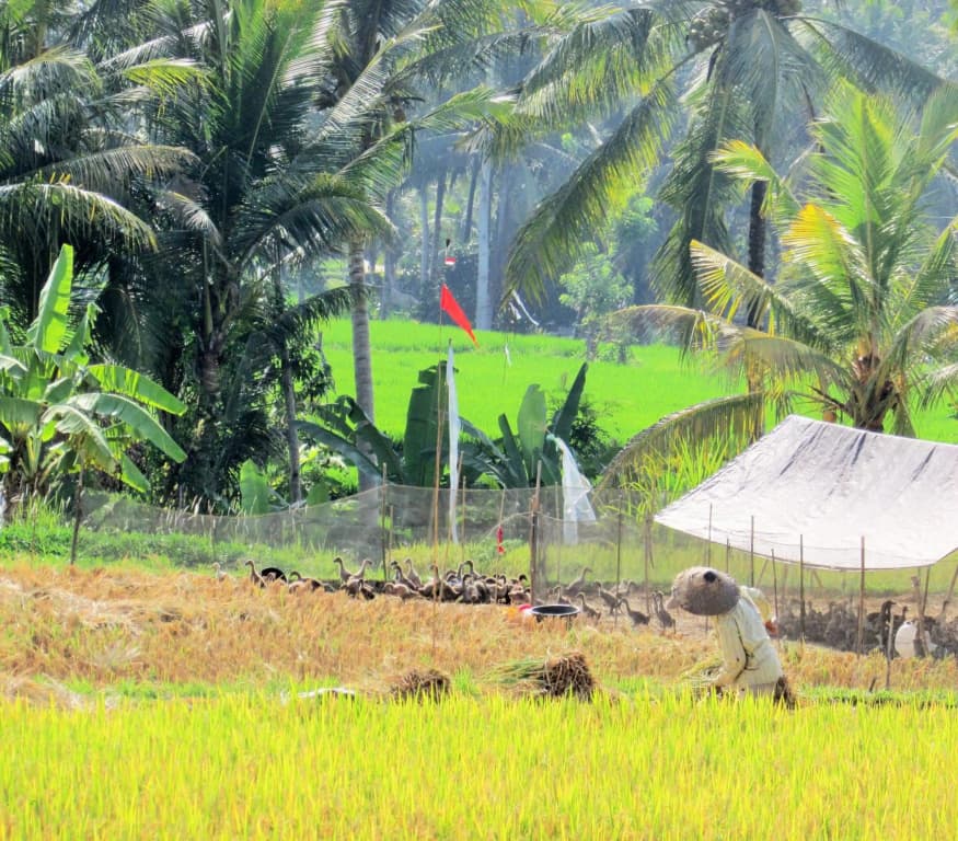 Temuku Ubud Villas - photo 23