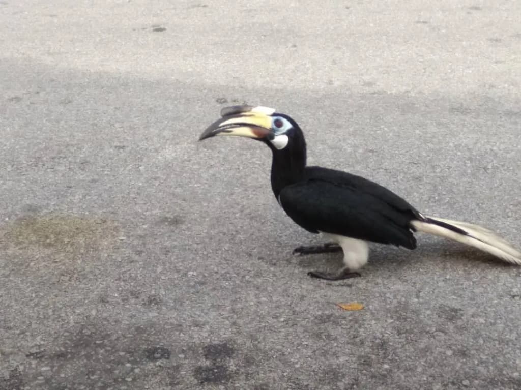 Hornbill Resort Pulau Pangkor - photo 18