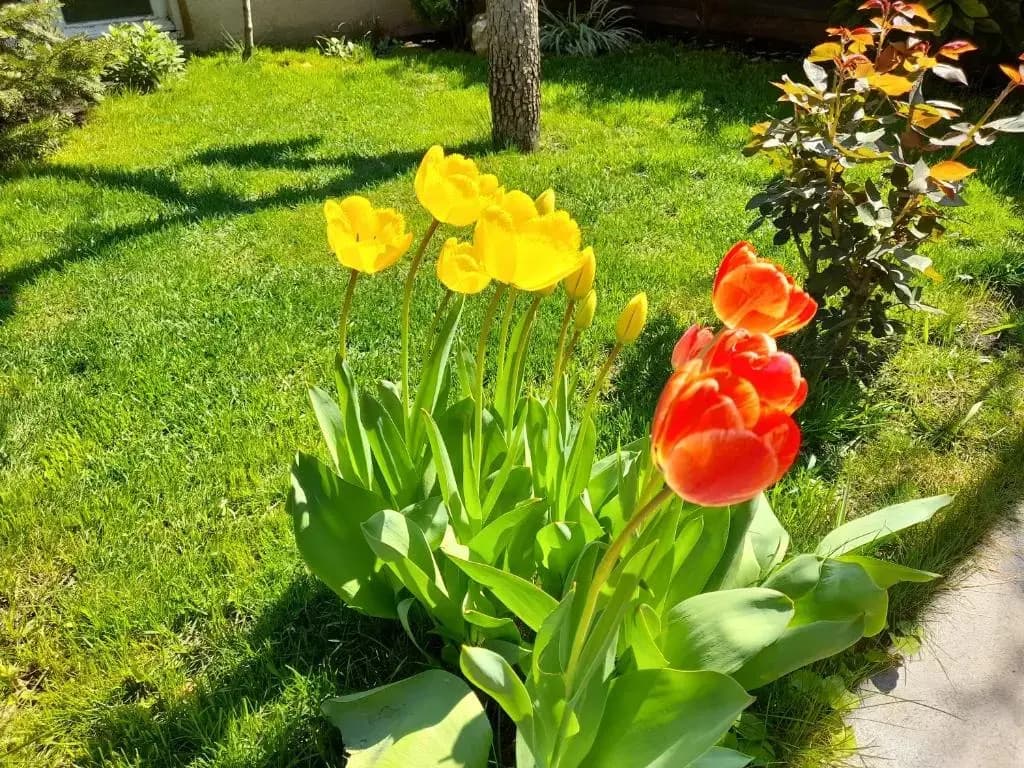 Green Garden - photo 12