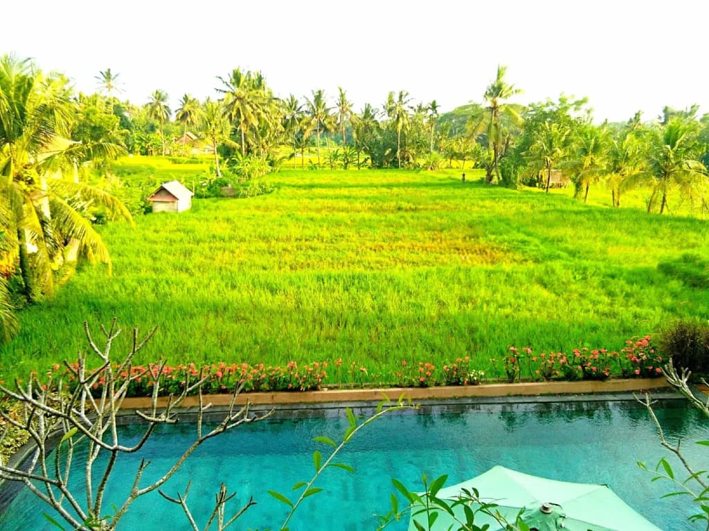 Artini Bisma Ubud Hotel - photo 14