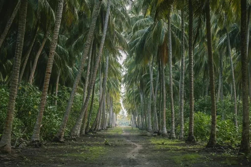 Long Beach Laamu - photo 31
