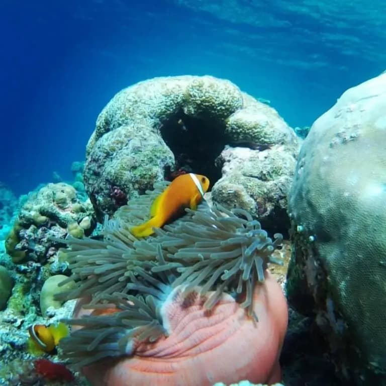 Shifa Lodge Maldives - photo 14