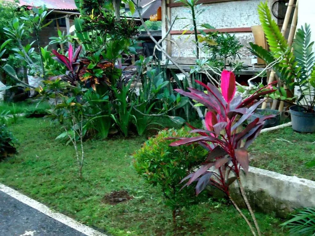 Dewa Put Guest House - photo 4