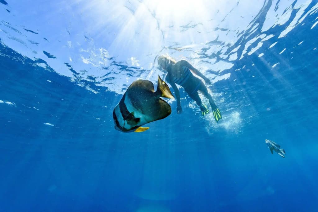Sheraton Maldives Full Moon Resort & Spa - photo 41