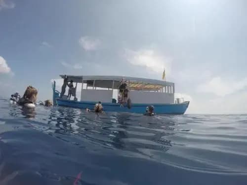 Island Host - photo 16