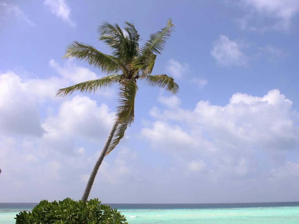 Pandanus Villa - photo 12