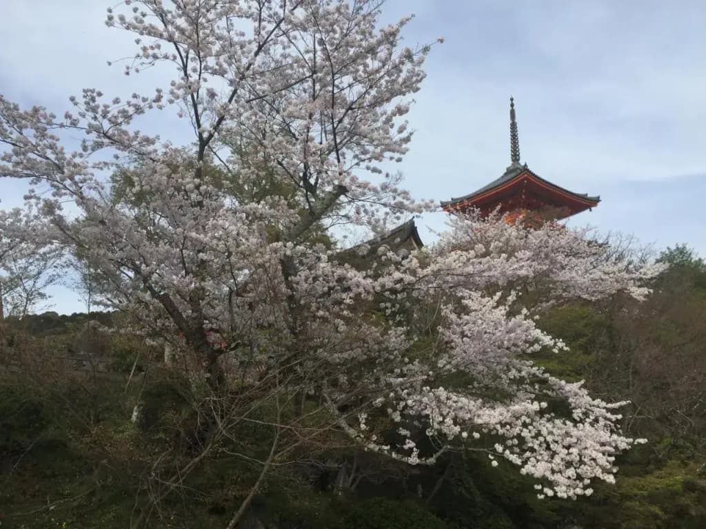 Ryokan Uemura - photo 33