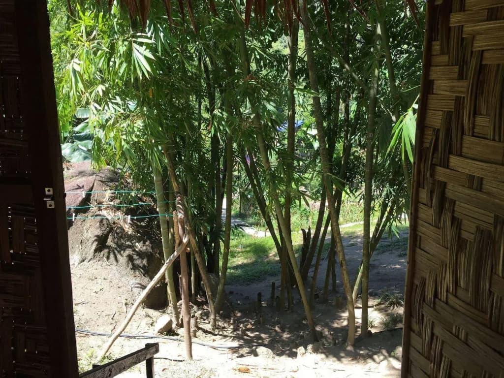 Rain Forest Inn - photo 11