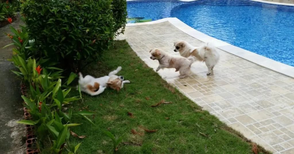 Sunset Hill Resort Phu Quoc - photo 13