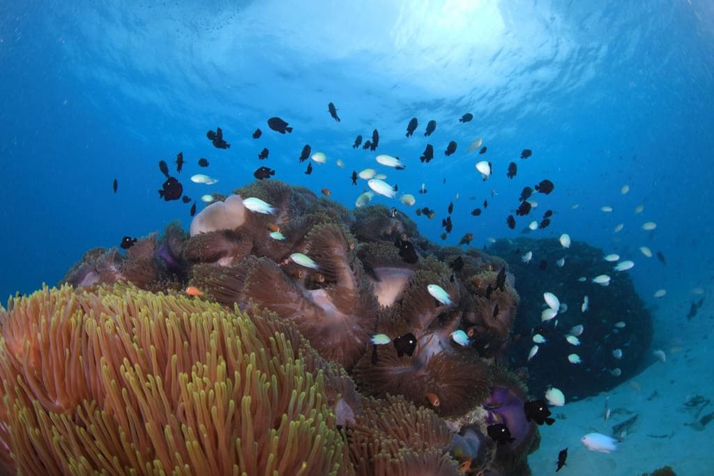 Hard Rock Hotel Maldives - FREE transfer for stays from 01st Mar to 31st Oct 2026 - photo 29