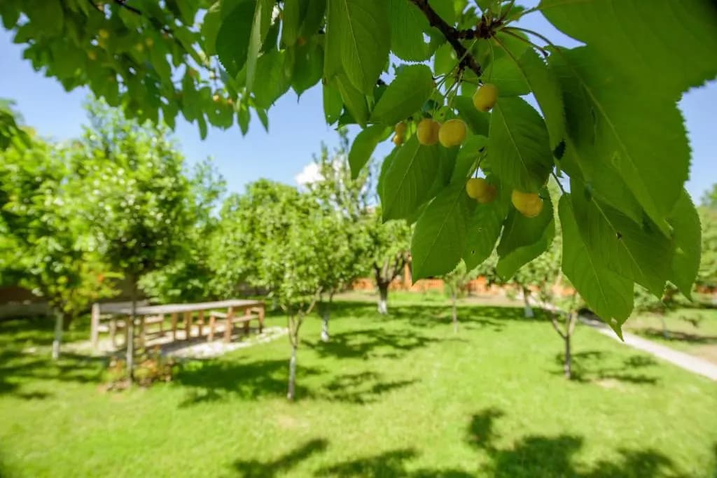 Green House - photo 9