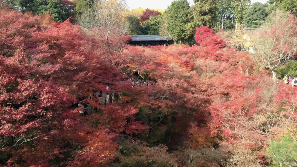 Kanade Inari-sandomae - photo 14