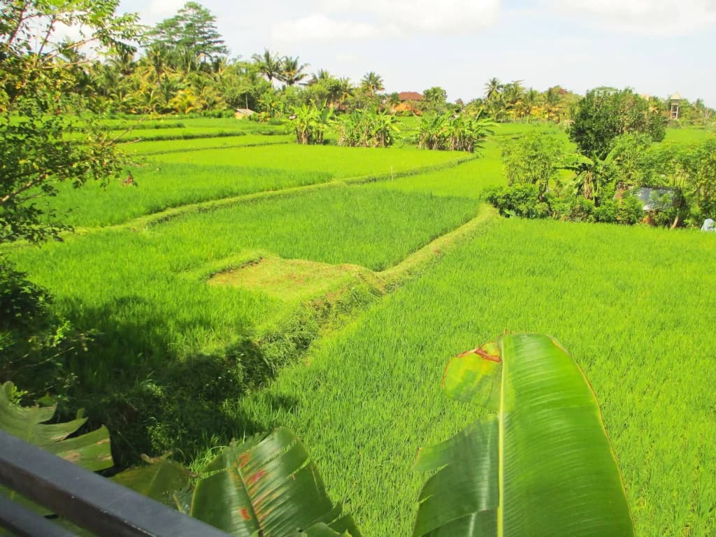 Panorama Ubud Private Villa - photo 14