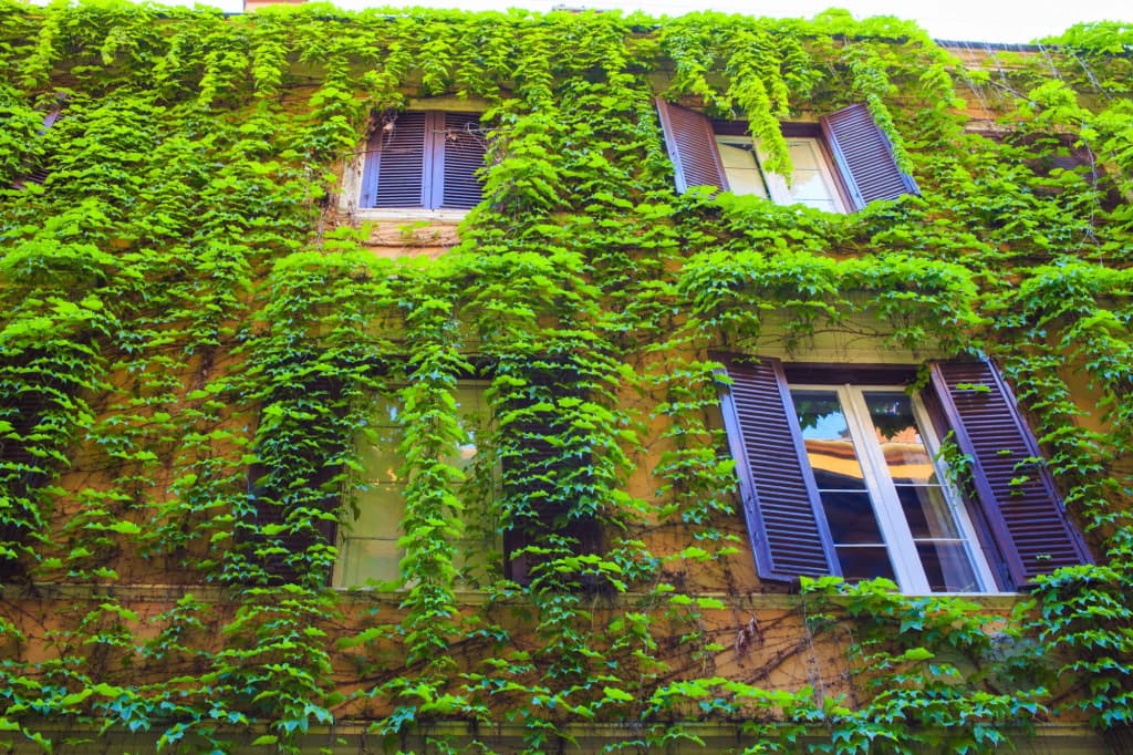 Babuino 79 - main photo