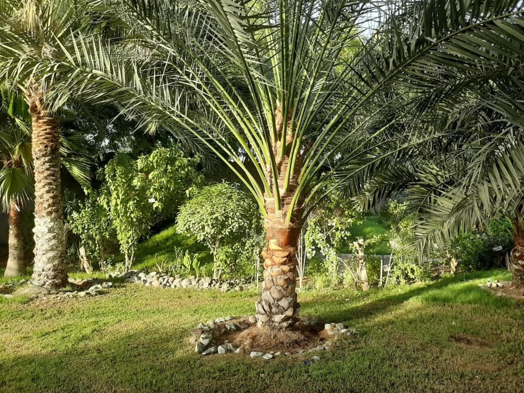 Daraysh Resort - photo 16