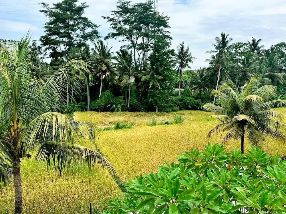 Vista Villa Ubud - photo 13