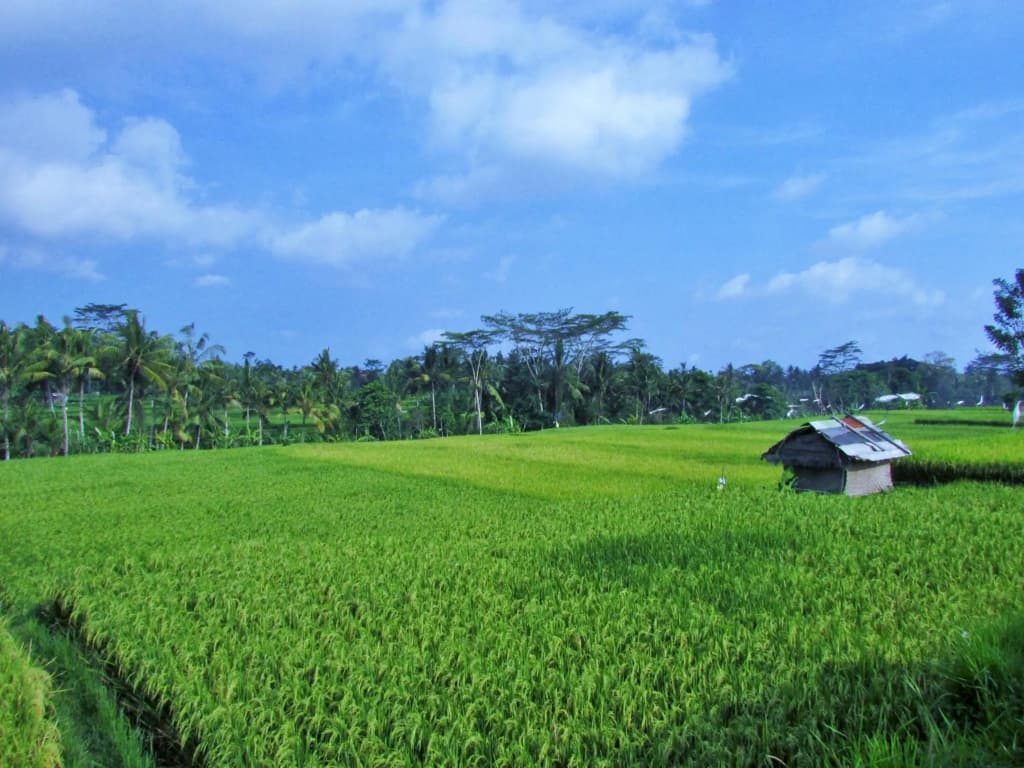 Temuku Ubud Villas - photo 30
