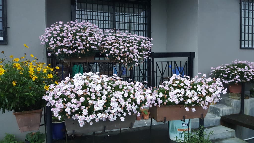 KPW at Royal Lily Apartment - photo 6