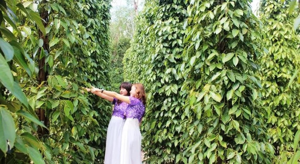 Pepper Farm Phu Quoc Bungalow - photo 17