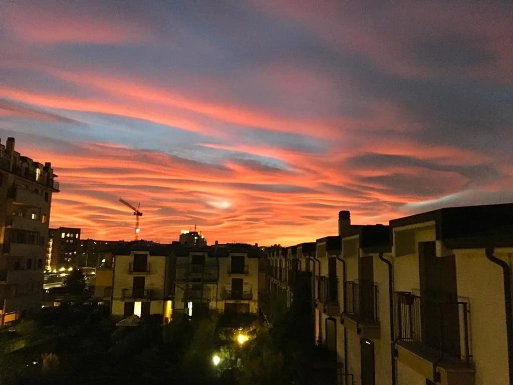 Rutilia22 - photo 33