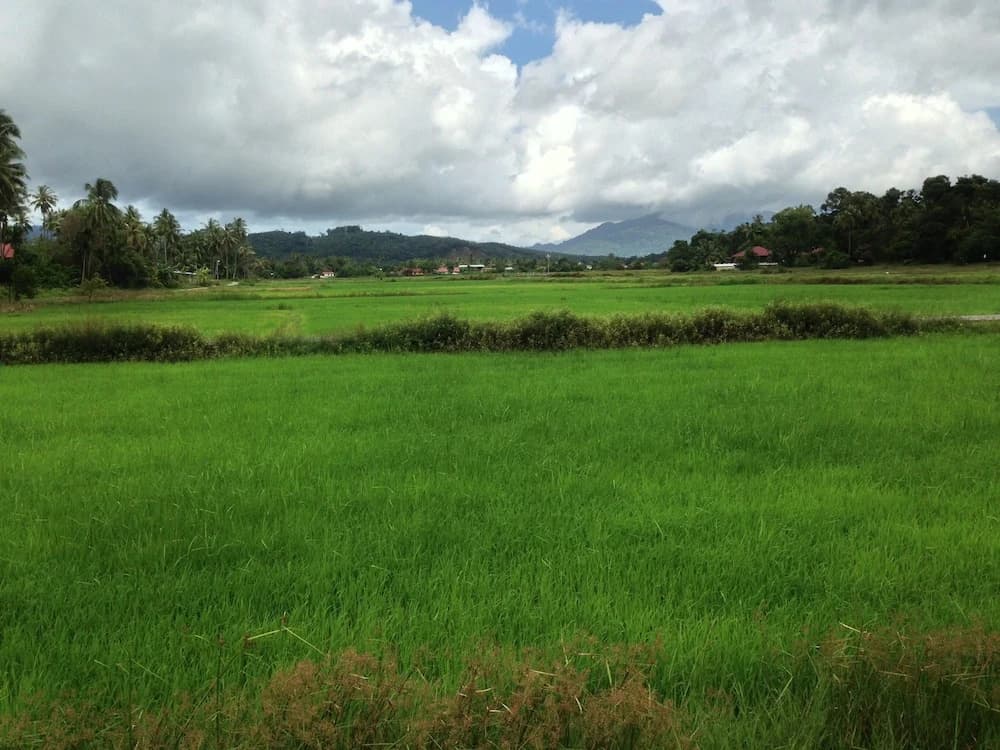 The Paddy Field Pool Villas - photo 15