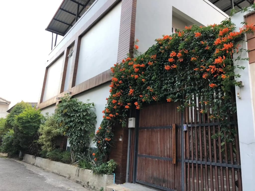 Celosia Chiang mai - photo 1