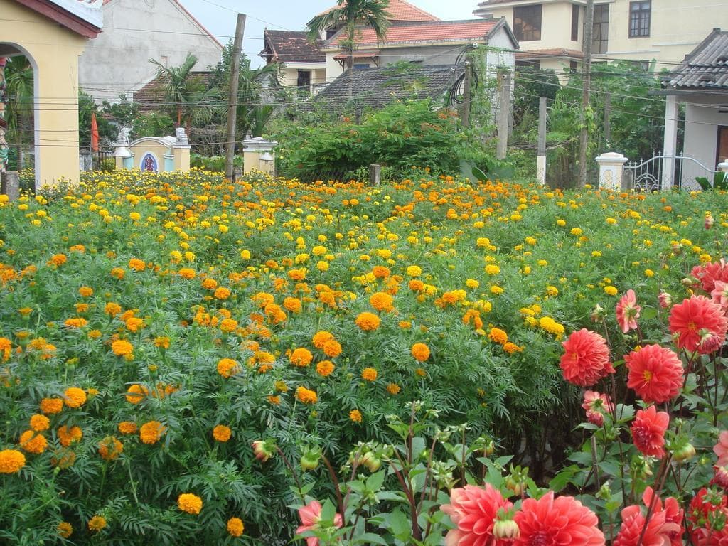 MS Tri House Homestay - photo 10