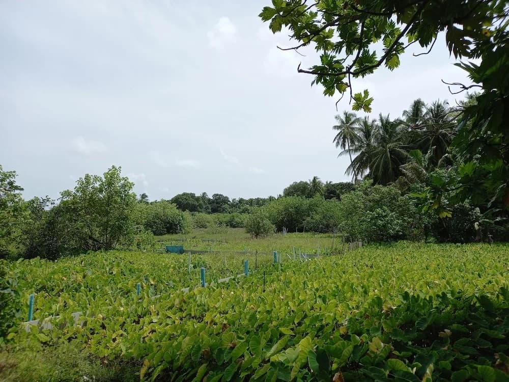 Iruka Guesthouse - photo 28