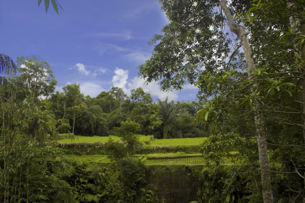 Alam Dania Cottage - photo 15