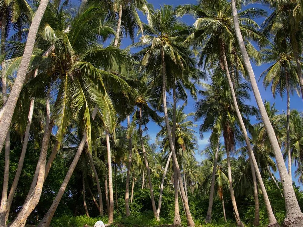 Thundi Sea View - photo 24