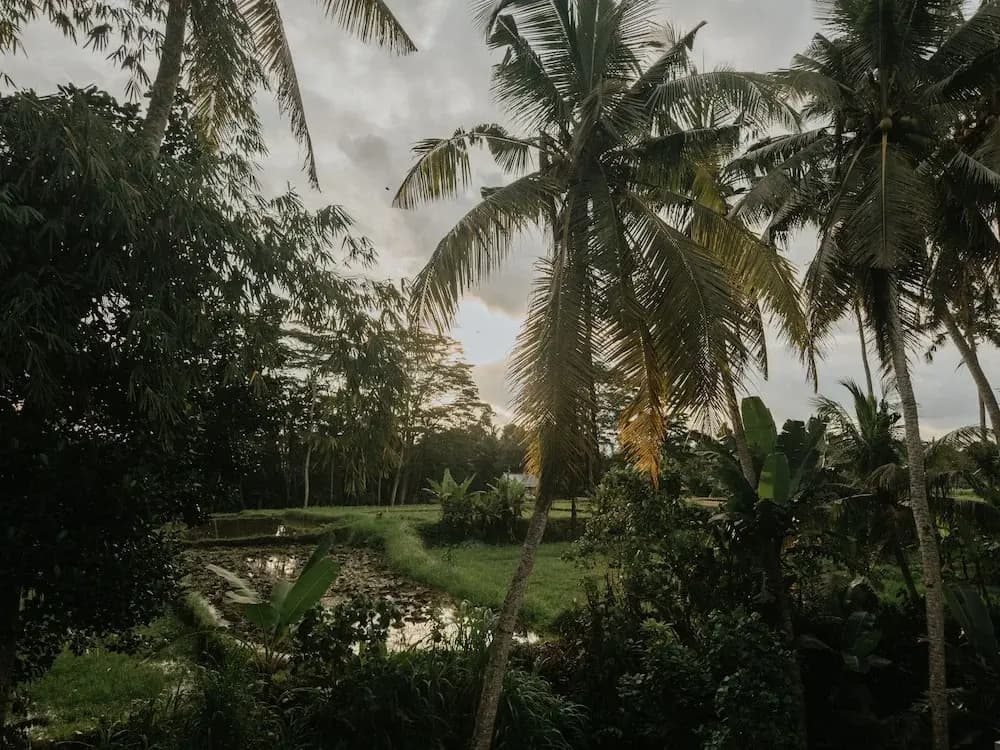 Uma Lys Villa Ubud - photo 22