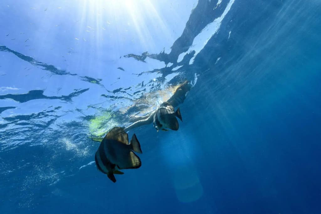 Sheraton Maldives Full Moon Resort & Spa - photo 42