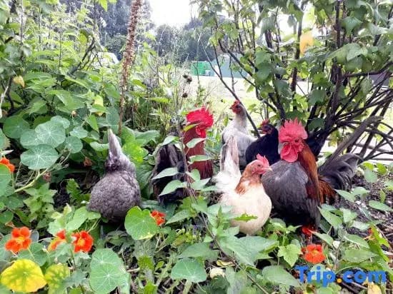 Amsterdam Farm Lodge - photo 1