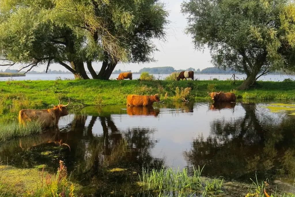 Het Zwanennest - photo 11