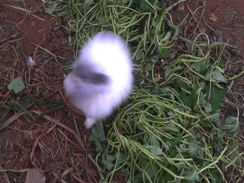 Yesterday Country Resort - photo 27