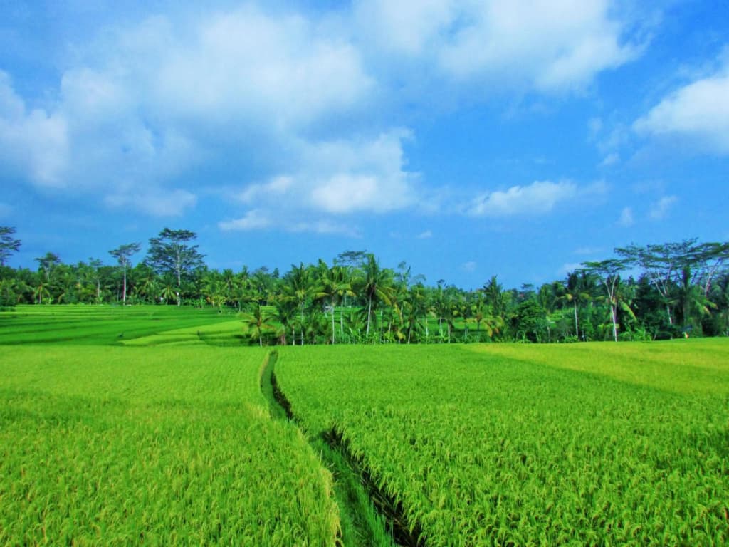 Temuku Ubud Villas - photo 32
