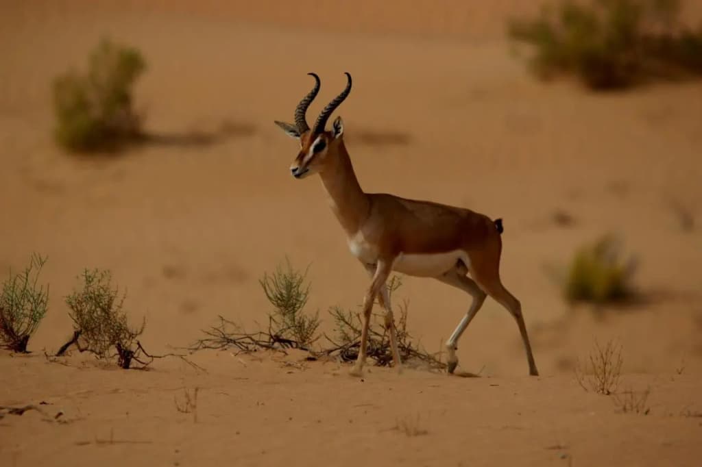 Telal Resort, Al Ain - photo 50