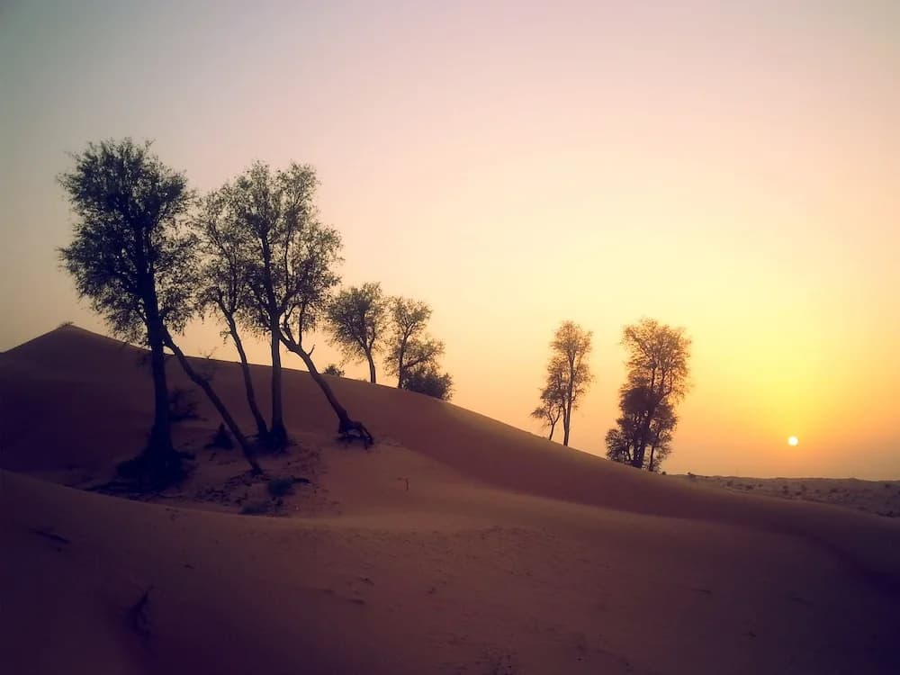 Bedouin Oasis Camp - photo 15