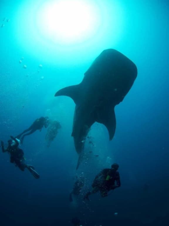 Suffix Retreat - Stay, Dive & Explore Fuvahmulah - photo 15