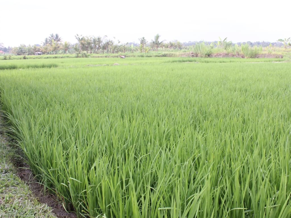 Rumah Surga Villa - photo 4