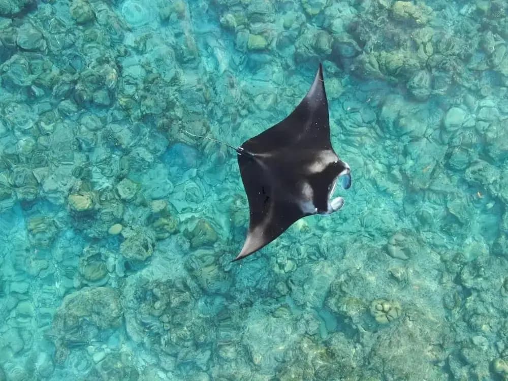 Hi Heaven Maldives - photo 16