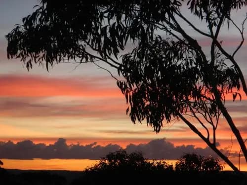 Snowgums in Katoomba - photo 10