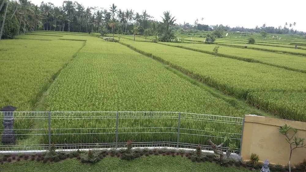 Bali Lane Villa - photo 10