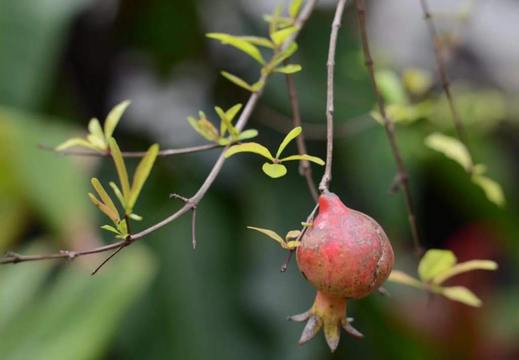 Botanic Garden Homestay - photo 24